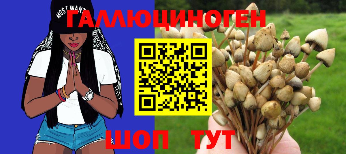 Галлюциногенные грибы Psilocybine cubensis  Вход с VPN  наркота  Галлюциногенные грибы мицелий  Унеча 